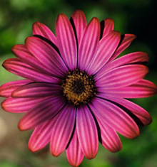 African Daisy