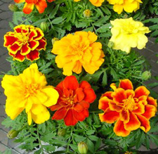 Marigolds