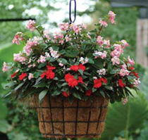 Hanging Basket