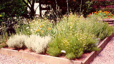 Herb Garden