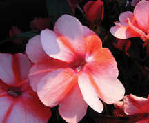 NG Impatiens