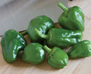 Padron Pepper