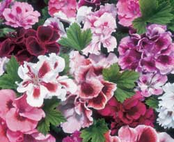 Regal Geranium