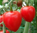 Tomatoberry