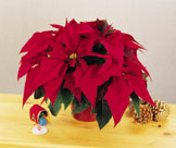 Poinsettia