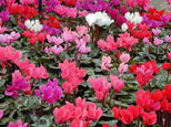 Cyclamen