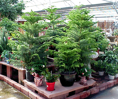 Norfolk Island Pines