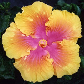 Hibiscus