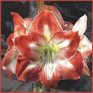 Amaryllis