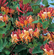 Honeysuckle Vine