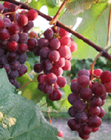 Grapes