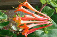 Trumpet Honeysuckle