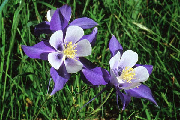 Columbine