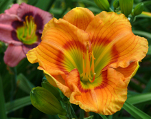 Daylily