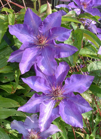 Clematis