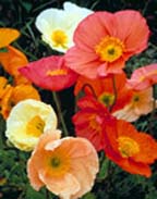 Iceland Poppies