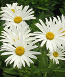 Daisies