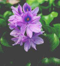 Water Hyacinth