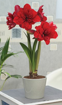 Amaryllis