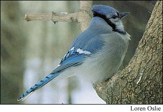 Blue Jay