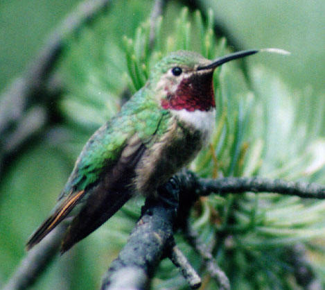 Hummingbird