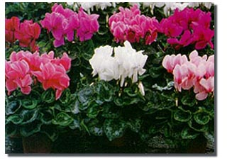 Cyclamen